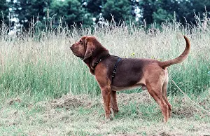 Collar: BLOODHOUND DOG - standing profile
