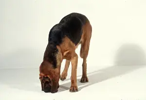 Scenting: Bloodhound DOG - stands, sniffs floor