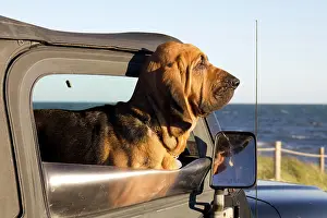 Cars: Bloodhound looking out of a car window, Cape Cod