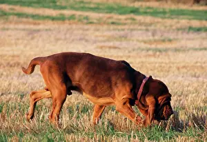 Bloodhound: Bloodhound - Sniffing / scenting in field