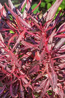 Magentas: Bloodleaf, Iresine lindenii, foliage