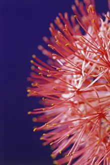 Torch: Bloodlily