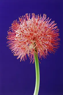 Torch: Bloodlily