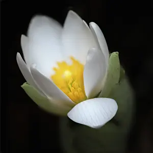 Kentucky: Bloodroot flower. The Parklands, Louisville, Kentucky