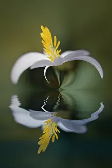 Kentucky: Bloodroot flower and reflection. The Parklands