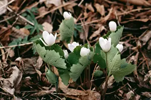 Allen Paterson: Bloodroot - in flower, in wild