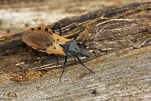 Important: Bloodsucking Conenose / Kissing Bug important