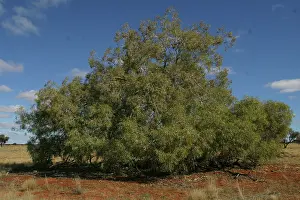 Eucalypt: Bloodwood Eucalyptus