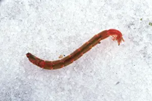 Toxicology: Bloodworm
