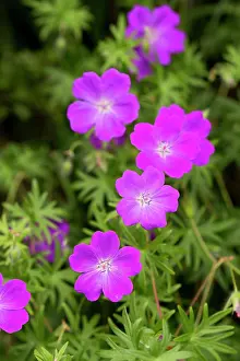 Sanguineum: Bloody Cranesbill in flower
