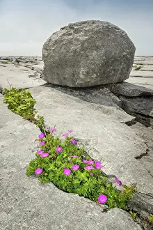 Geranium: Bloody cranesbill (Geranium sanguineum), in Crevice