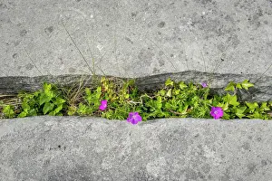 Geranium: Bloody cranesbill (Geranium sanguineum), in Crevice
