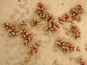 Succulents: Bloody Finger - succulent plant of the Namib Desert
