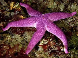 Irish: Bloody Henry Starfish (Henricia). Dive site Maharees