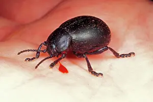 Autobleeding: Bloody-nosed BEETLE - bleeding