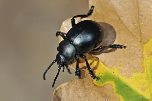Nosed: Bloody-nosed beetle, blood spewer, blood spewing
