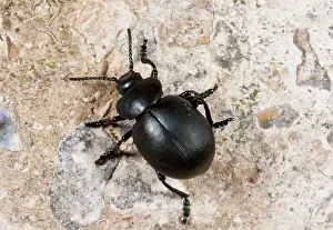 Chalk: Bloody-nosed Beetle - on chalk downland