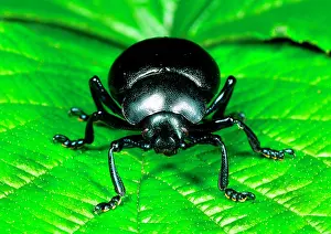 Segment: Bloody-nosed Leaf BEETLE