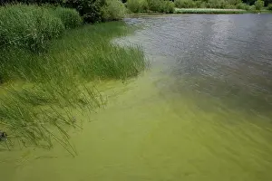 Lochs: Bloom of green algae