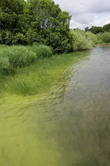 Lochs: Bloom of green algae