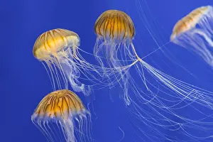 Chrysaora: Bloom of Japanese sea nettles (Chrysaora pacifica)