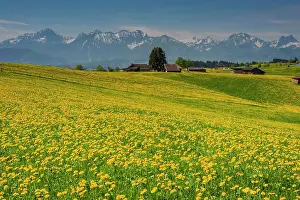 Taraxacum: Blooming Dandelion meadow (Taraxacum), natural landscape