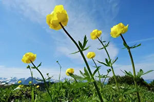 Globeflower: Blooming Globeflowers (Trollius europaeus), Allgcu