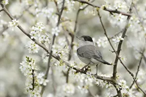 Vine: In the blooming hawthorn... Blackcap (Sylvia atricapilla)