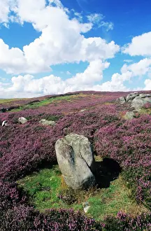 Procera: Blooming HEATHER and moorland - Simonside Hills