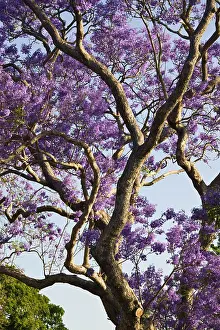 Upward: Blooming Jacaranda Trees in New Farm Park