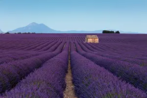 Arranged: Blooming lavender (Lavandula angustifolia) with