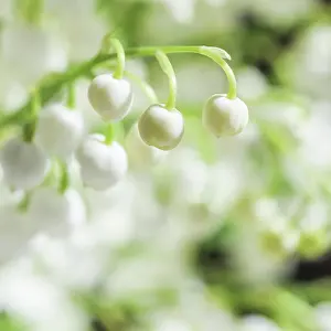 Aromatic: Blooming lily of the valley flowers. Natural floral