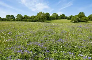 Geranium: Blooming meadow with Wood cranesbill (Geranium sylvaticum)