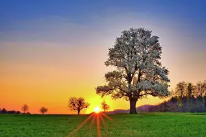 Reflex: Blooming pear tree (Pyrus) at sunrise, Ranenberg