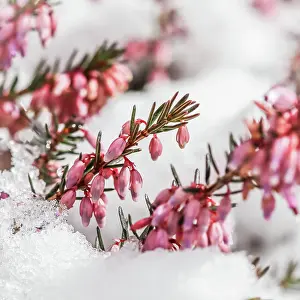 Concept: Blooming pink flowers Winter Heath (Erica carnea)