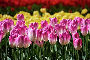 Awakening: Blooming pink tulips flowerbed in Keukenhof flow