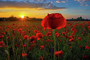 Corn: A blooming poppy field with bright flowers against