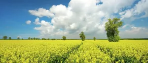 Humilis: Blooming rape field with big old lime trees, blue