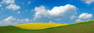 Humilis: Blooming rape field under blue sky with white clouds