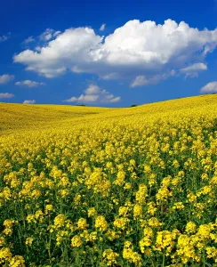 Humilis: Blooming rape field under blue sky with white clouds