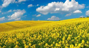 Humilis: Blooming rape field under blue sky with white clouds