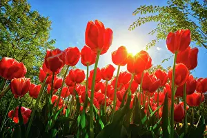 Awakening: Blooming red tulips against blue sky background
