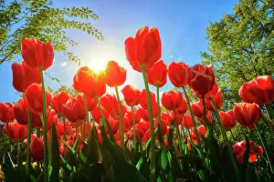 Tour: Blooming red tulips against blue sky background