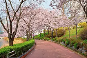 Cherry: Blooming sakura cherry blossom alley in park in