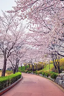 Cherry: Blooming sakura cherry blossom alley in park in