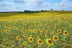 Franconia: Blooming sunflower field in summer, Arnstein, Franconia