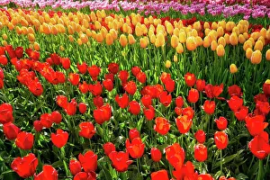 Awakening: Blooming tulips flowerbed in Keukenhof flower ga