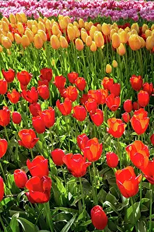 Awakening: Blooming tulips flowerbed in Keukenhof flower ga