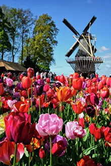 Show: Blooming tulips flowerbed and wind mill in Keukenhof