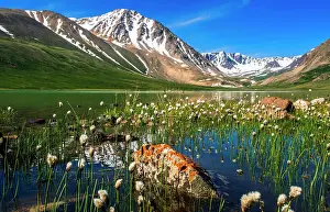 Sedge: Blooming vegetation, Cottongrass (Eriophorum) and